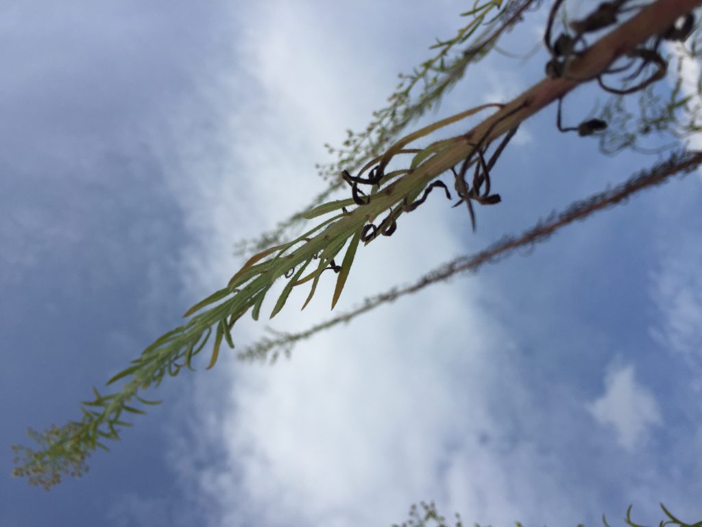 grow